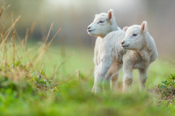 Ingelijste posters Schaap Lammetjes in vroege lenteochtend  © Jag_cz