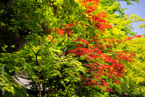 Japanese maple-nomura-2 photo