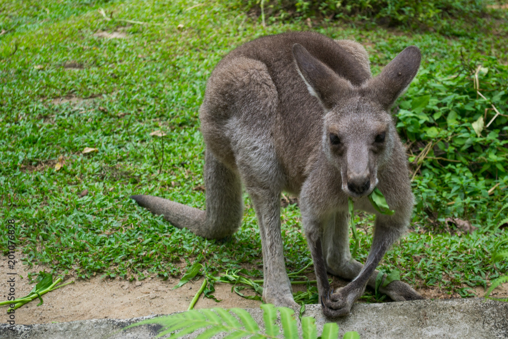 Fototapeta premium Australian red kangaroo is eating green leaf in the grass in Singapore
