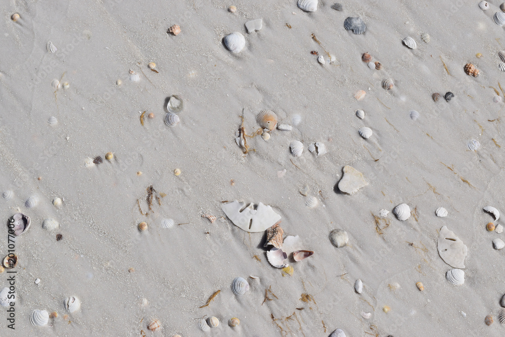 Shells in the Sand, Sugar Sand Beach