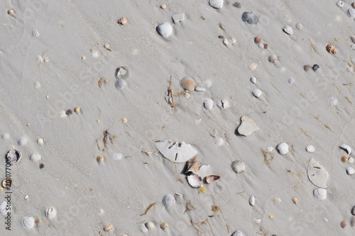 Shells in the Sand, Sugar Sand Beach