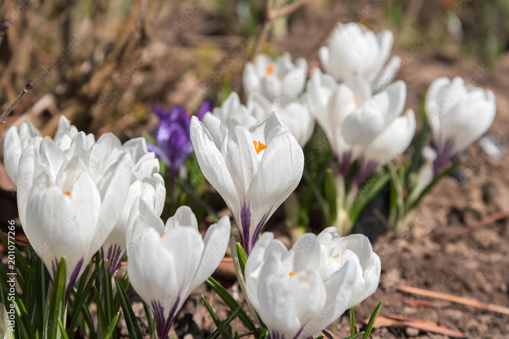 Crocuses in spring sunlight. Crocuses in spring sunlight.