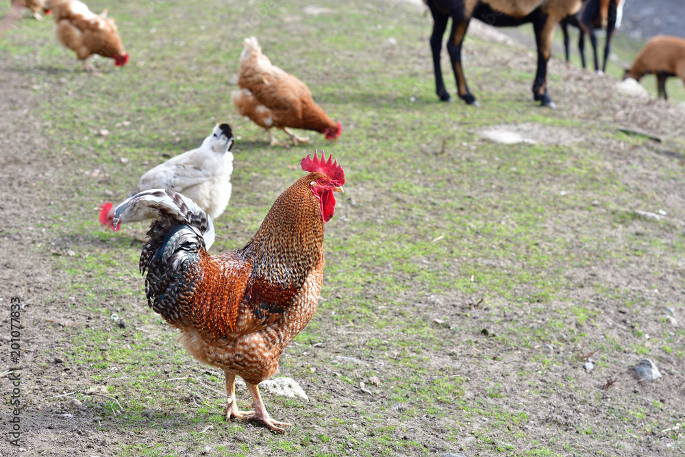 Fototapeta premium farm animal red rooster walking on the farm field