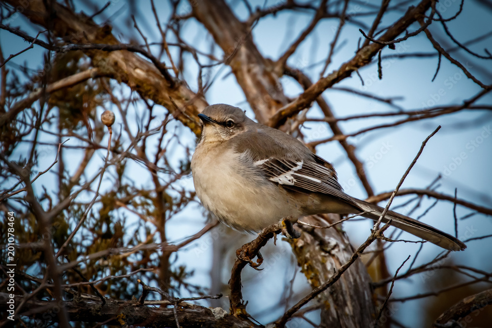 Northern Mockingbird (Mimus polyglottos) Northern Mockingbird (Mimus polyglottos)