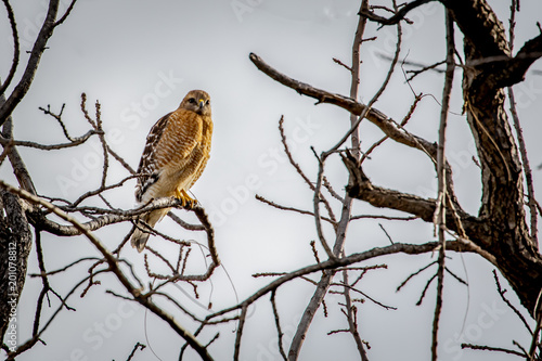 Red Shouldered Hawk (Buteo lineatus)