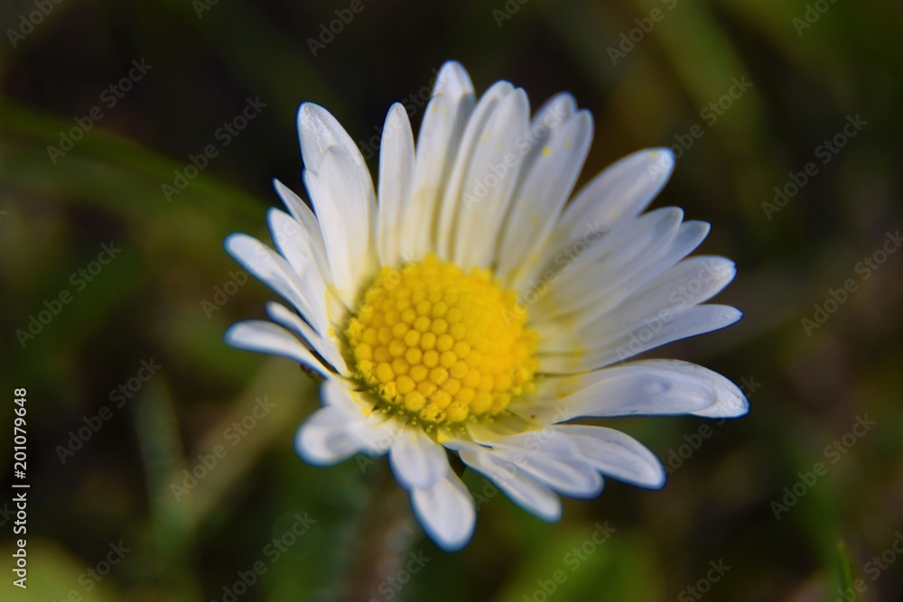 Obraz premium daisies flower on a background of grass.