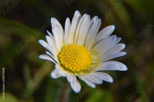 daisies flower on a background of grass.