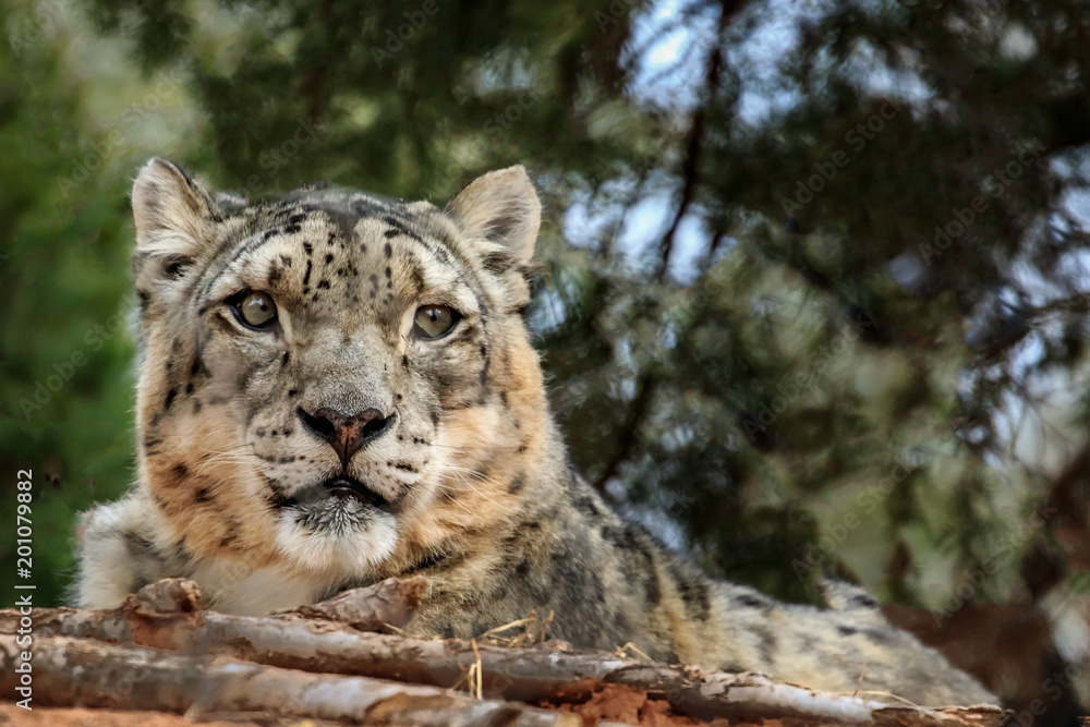 Snow Leopard (Panthera uncia) portrait Snow Leopard (Panthera uncia) portrait