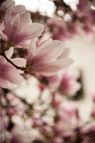 Magnolia close-up © alffalff