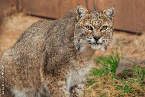 Bobcat (Lynx rufus) © Richard