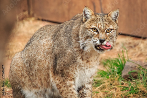 Bobcat (Lynx rufus) portrait