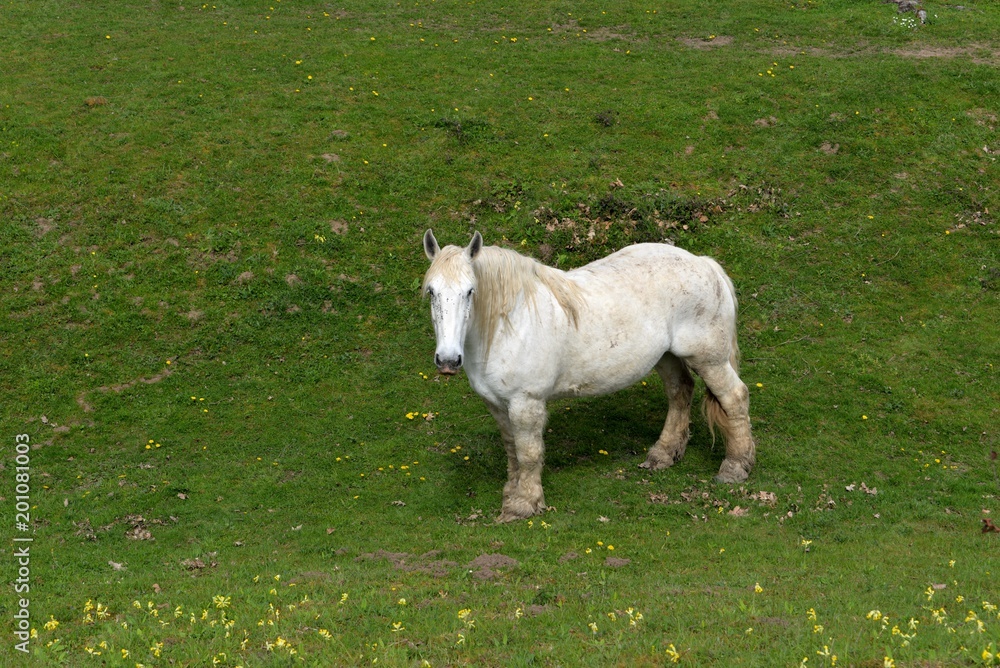 Obraz premium Cheval