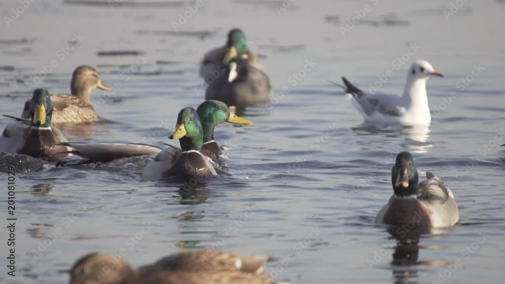 Ducks On Frozen Water. Ducks And Gulls Swim In Cold Water. Search For Food. Slow Motion. Ducks On Frozen Water. Ducks And Gulls Swim In Cold Water. Search For Food. Slow Motion.