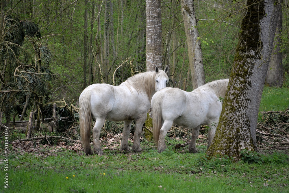 Obraz premium Cheval 