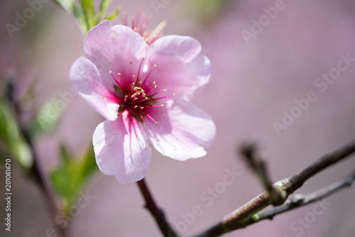 Single almond tree blossoms