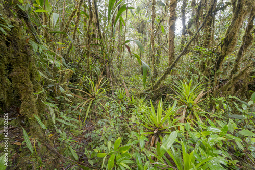 Interior of mossy montane rainforest. High on a Tepuy  flat topped sandstone mountain   home to many endemic species  above Rio Nangaritza Valley in the Cordillera del Condor  Ecuador