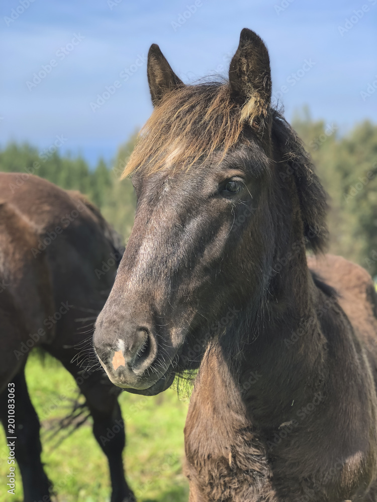 Obraz premium Horses