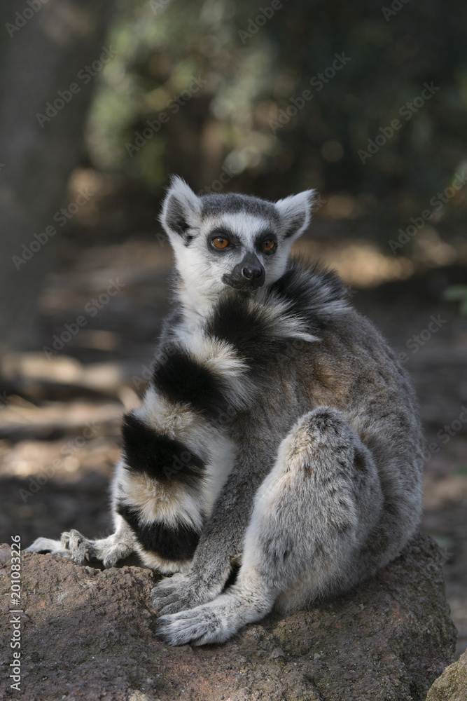 Lemur de cola anillada Lemur de cola anillada