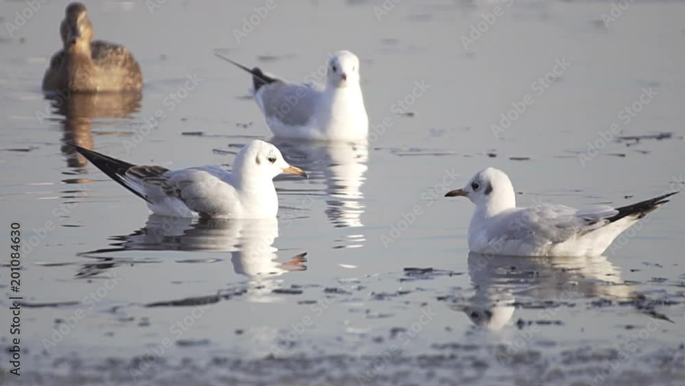 Seagulls On Frozen Water. Gulls Stand On Ice. Birds Swim In The Water. Search For Food. Seagulls On Frozen Water. Gulls Stand On Ice. Birds Swim In The Water. Search For Food.