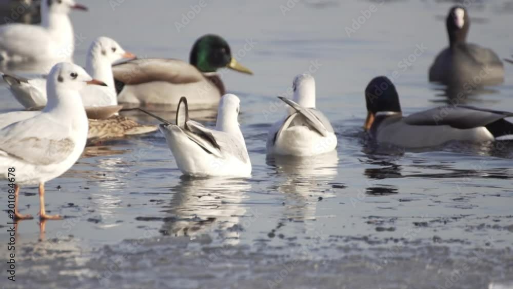 Seagulls On Frozen Water. Gulls Stand On Ice. Birds Swim In The Water. Search For Food. Seagulls On Frozen Water. Gulls Stand On Ice. Birds Swim In The Water. Search For Food.