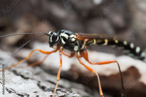 Female sabre wasp, Rhyssa persuasoria, macro photo © Henrik Larsson