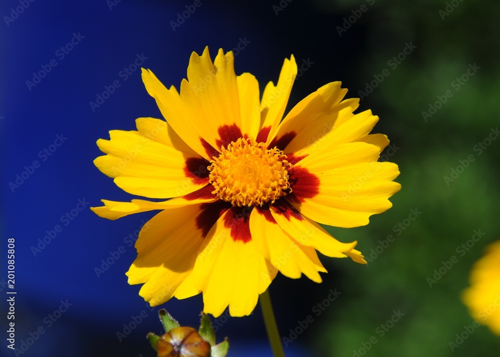 Obraz premium Blume im Garten