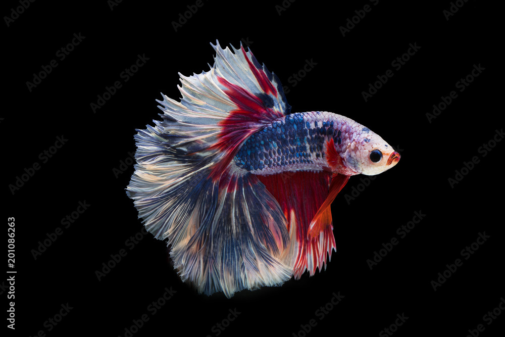 The moving moment beautiful of siam betta fish in thailand on black background. The moving moment beautiful of siam betta fish in thailand on black background.