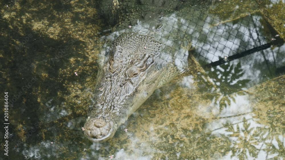 Crocodiles at Palawan Wildlife Rescue and Conservation Center Crocodiles at Palawan Wildlife Rescue and Conservation Center