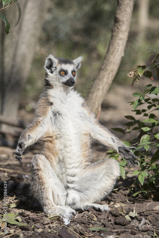 Fototapeta premium lemur de cola anillada