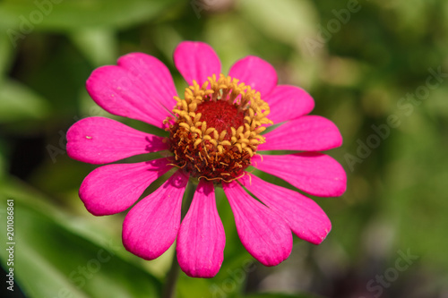 Purple Zinnia flower at the the Wat Phra Kaew Palace  also known as the Emerald Buddha Temple. Bangkok  Thailand.