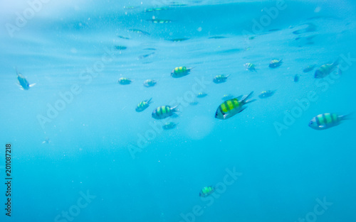 Sergeant fish swiming in the blue thai sea near Ko Ngai, Ko Lanta, Thailand © Giulio