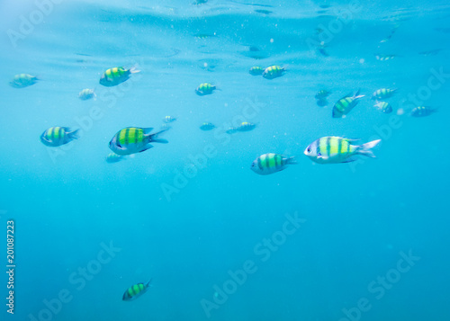 Sergeant fish swiming in the blue thai sea near Ko Ngai, Ko Lanta, Thailand
