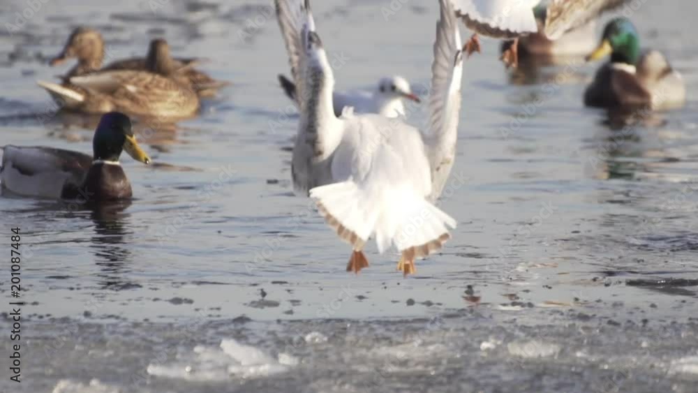 Seagulls On Frozen Water. Gulls Stand On Ice. Birds Swim In The Water. Search For Food. Seagulls On Frozen Water. Gulls Stand On Ice. Birds Swim In The Water. Search For Food.