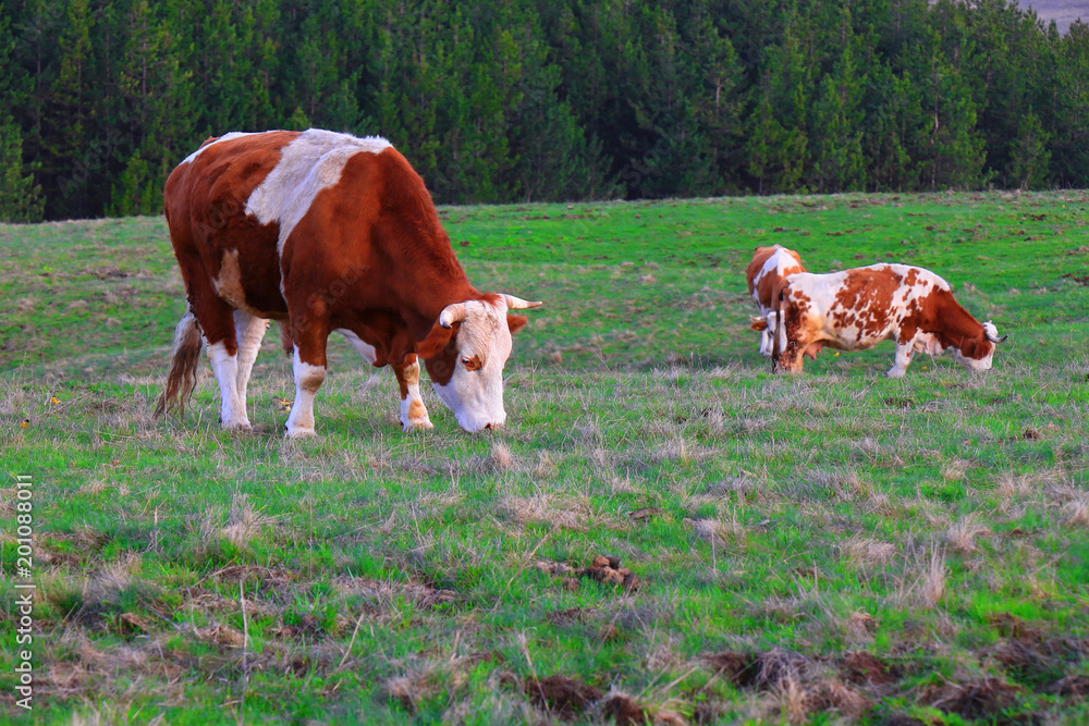 Obraz premium Cows grazing on pasture