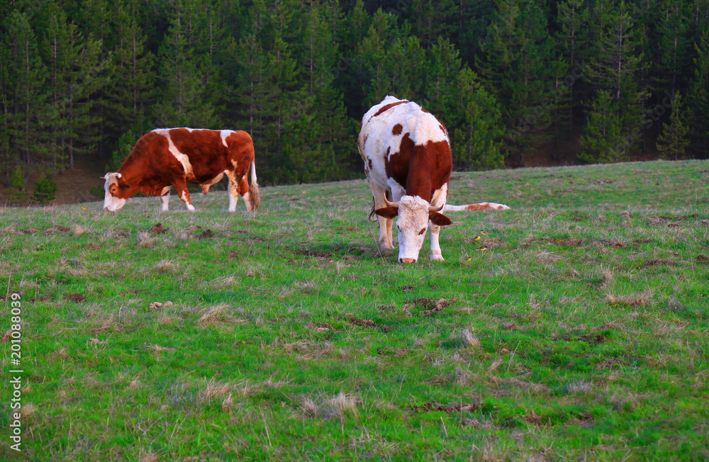 Obraz premium Cows grazing on pasture