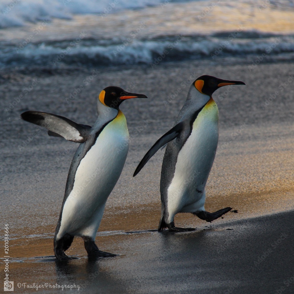 Fototapeta premium Mates. King Penguins stay together.