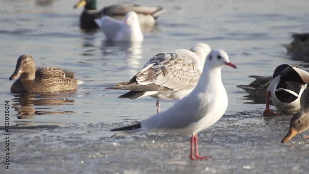 Seagulls On Frozen Water. Gulls Stand On Ice. Birds Swim In The Water. Search For Food. Seagulls On Frozen Water. Gulls Stand On Ice. Birds Swim In The Water. Search For Food.