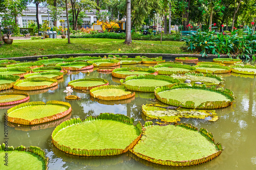 Victoria Amazonica Giant Water Lilies © Alexey Pelikh