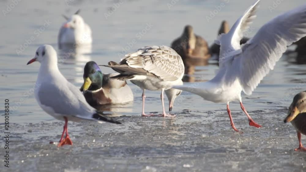 Seagulls On Frozen Water. Gulls Stand On Ice. Birds Swim In The Water. Search For Food. Seagulls On Frozen Water. Gulls Stand On Ice. Birds Swim In The Water. Search For Food.