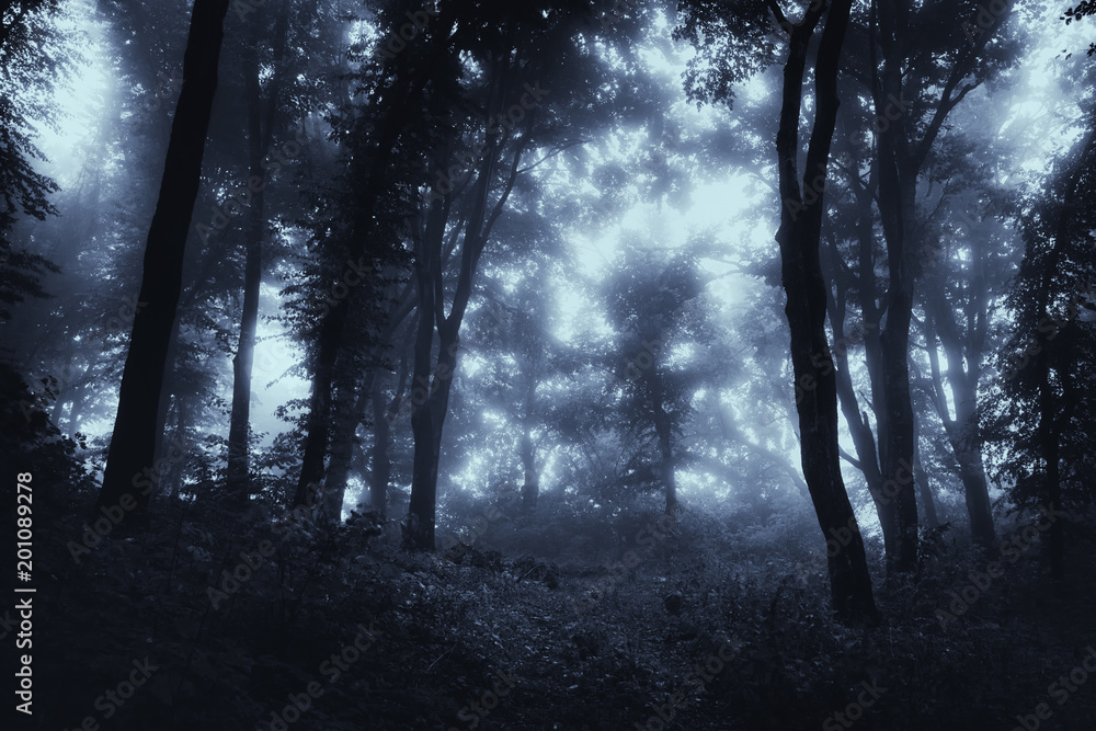 Obraz premium forest at night, scary halloween background
