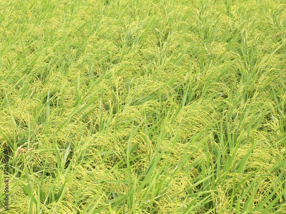 Rice Field Rice Field