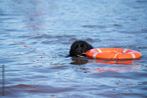 newfoundland dog water work training