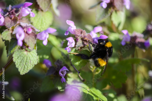 Bumble bee on a Lamium purpureum eating nectar.