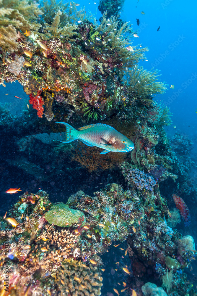 Obraz premium Coral reef off coast of Bali
