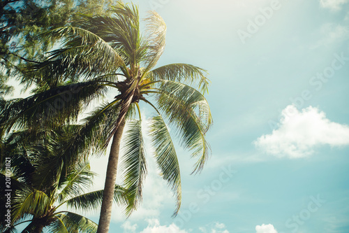 Coconut palm trees  beautiful tropical background  vintage filter