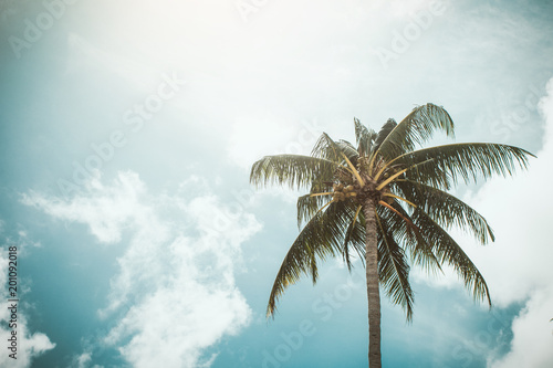Coconut palm trees  beautiful tropical background  vintage filter