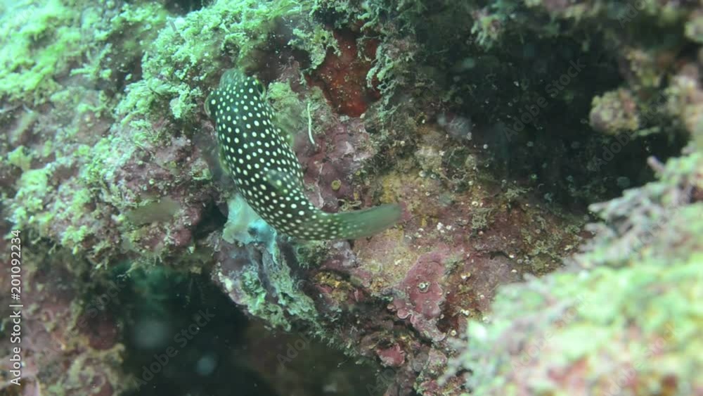 Reef fishes from the sea of cortez, mexico Reef fishes from the sea of cortez, mexico