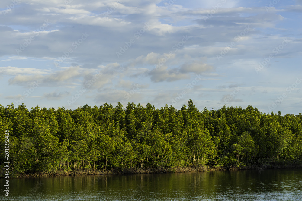 mangrove forest next to the sea with blue sky mangrove forest next to the sea with blue sky