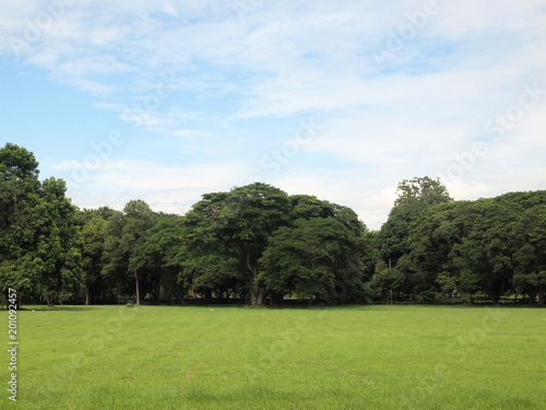 Fototapeta Naklejka Na Ścianę i Meble -  green grass field in city park