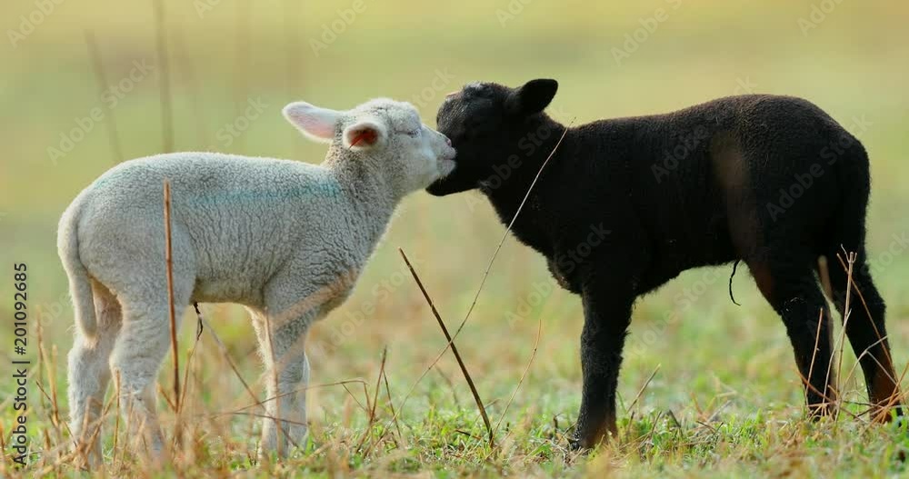 Cute young black and white lambs on pasture, early morning in spring. Symbol of spring and newborn life. Cute young black and white lambs on pasture, early morning in spring. Symbol of spring and newborn life.